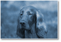 (19/44): 2014_04_setter.jpg